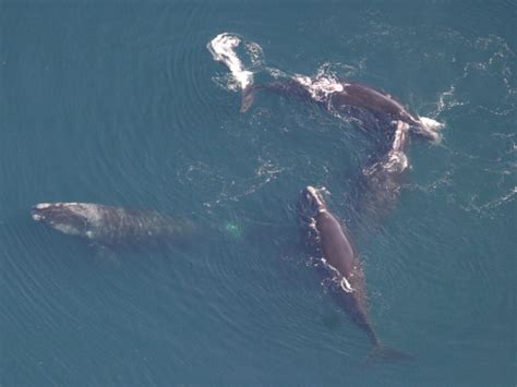 Climate Change is altering North Atlantic right whale migration ...