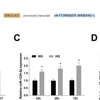 SPAG5 AS1 Negatively Regulates MiR 1224 5p Expression Through Sponge