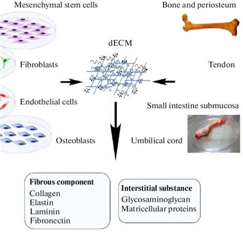 Pdf Decellularized Extracellular Matrices In Bone Tissue Engineering