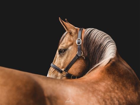 Equine Photography Poses Equine Portraits Horse Portrait Equestrian