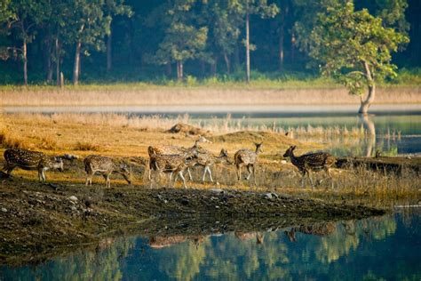 √ National Parks And Wildlife Sanctuaries In Madhya Pradesh