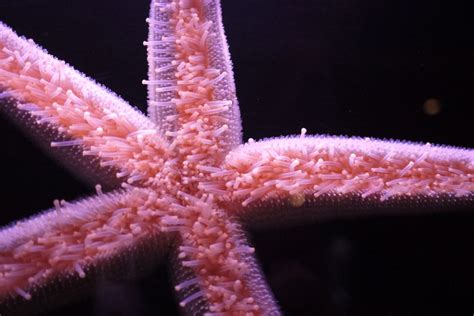 Vermillion Sea Starfish Milwaukee County Zoo