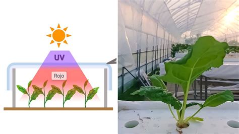 Acelerando El Crecimiento De Las Plantas Sin Luz Artificial Gracias Al