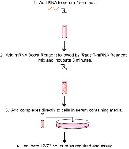 Applications MRNA And Viral RNA Transfection Mirus Bio