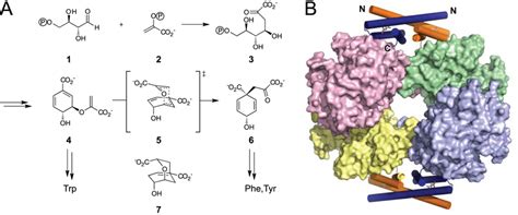 Dahp Synthase And Chorismate Mutase Reactions And Structure Of The Download Scientific Diagram