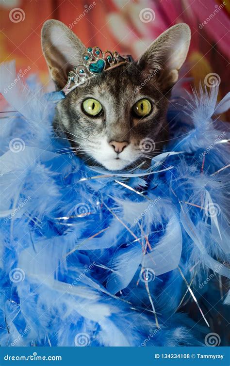 Regal Cat In A Blue Boa And Crown Stock Photo Image Of Princess