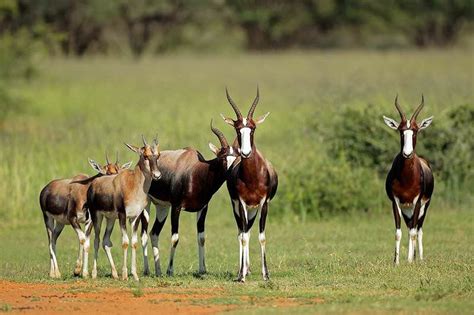 Trophy Hunting The Bontebok In South Africa Ash Adventures