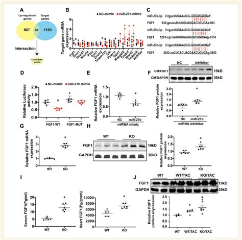 FGF1 Serves As A Target Gene Of MiR 27b 3p A Workflow To Identify