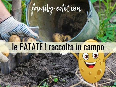 A Bossico Raccolta In Campo Delle Patate BergamoNews