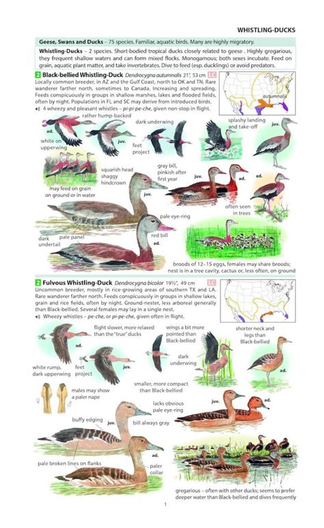 Field Guide To The Birds Of North America NHBS Field Guides Natural