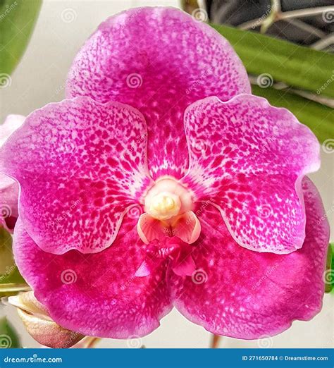 Vanda Sanderiana That Is The Queen Of Philippine Flowers Stock