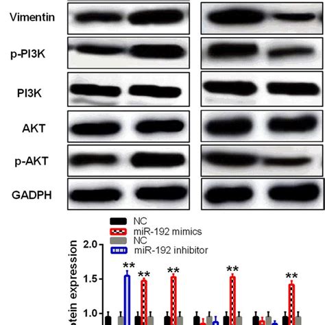 MiR 192 Activated EMT And PI3K AKT Pathway In NPC The Expressions Of