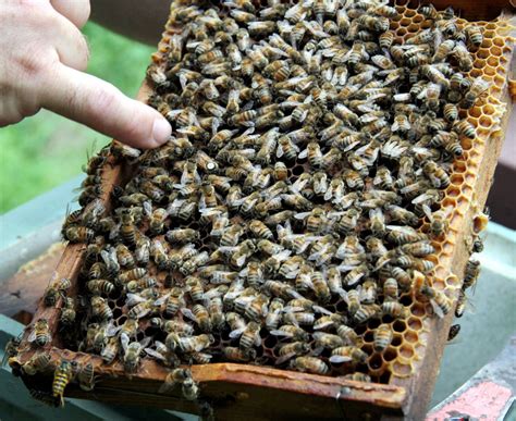 en images Le déclin des insectes pire épisode dextinction depuis les