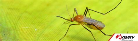 Flying Insects and their control - Agserv Pest Control Supplies