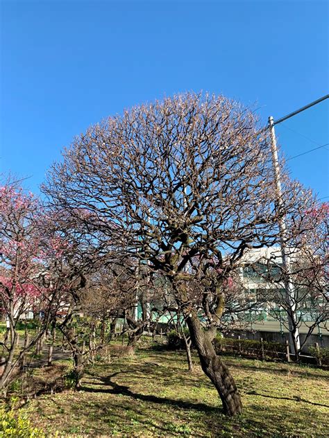 台東区公園課（taito Park） On Twitter 遅くなりましたが、＃隅田公園 の梅園が見ごろを迎えております！ 紅白共にキレイ