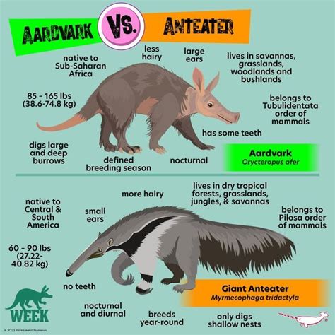 Aardvark Vs Anteater