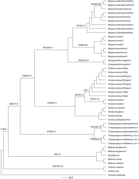 Best Maximum Likelihood Ml Phylogram Based On Analyses Of