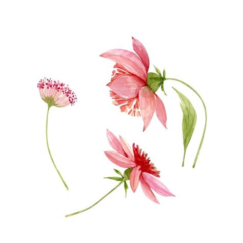 Satz Aquarellillustrationen Von Rosa Blumen Auf Einem Wei En