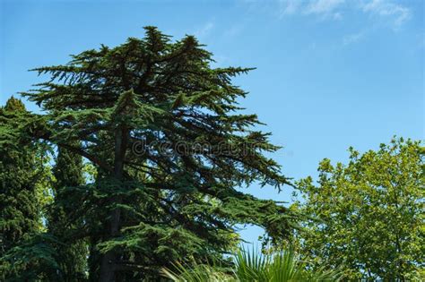 Luxurious Large Lebanese Cedar Tree Cedrus Libani Or Lebanon Cedar In