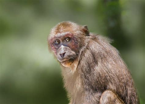 Monkey In Close Up Photography · Free Stock Photo