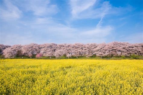 これぞ春の絶景コラボの極み！「桜×菜の花」のおすすめスポット10選 Tripaトリパ｜旅のプロがお届けする旅行に役立つ情報