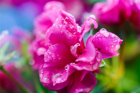 Gotas De Lluvia Flores Naturaleza Foto Gratis En Pixabay Pixabay