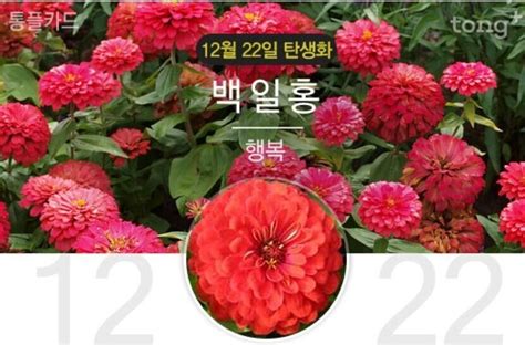 12월22일 탄생화는 백일홍 꽃말과 의미는 뉴스트림