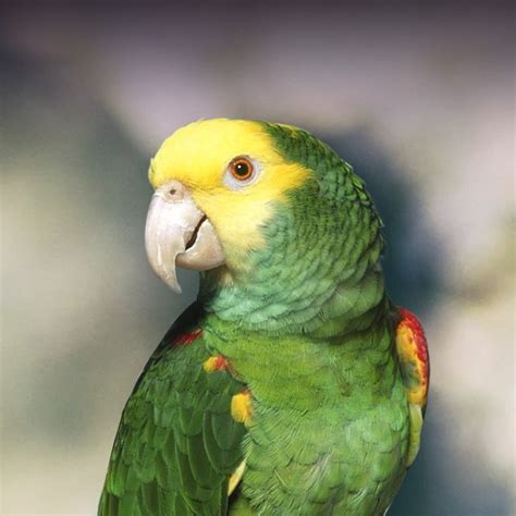 Double Yellow Headed Amazon Parrot Personality Food Care Pet Birds