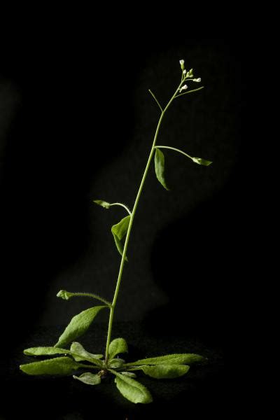 Arabidopsis Plant IMAGE EurekAlert Science News Releases