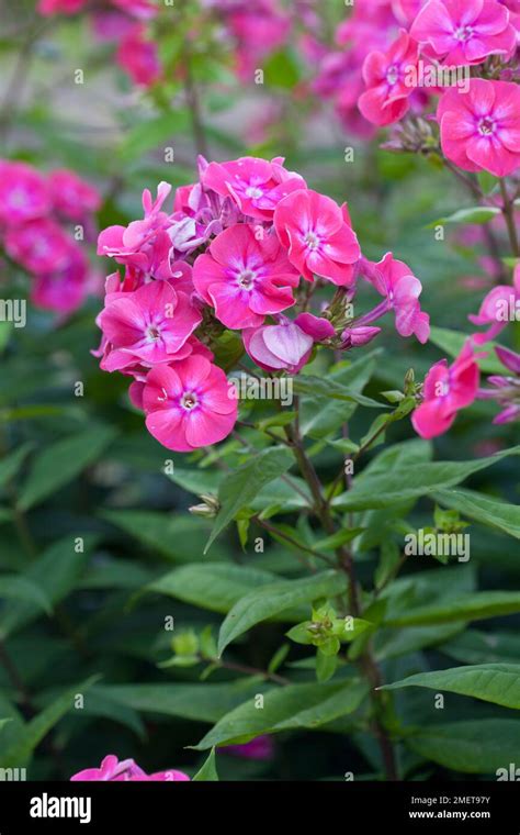 Phlox Paniculata Eva Foerster Stock Photo Alamy