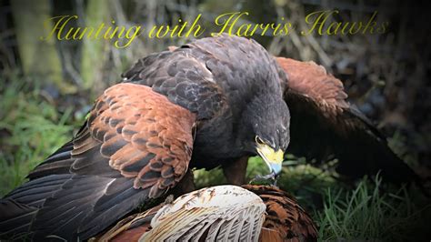 “hunting With Harris Hawks” Youtube