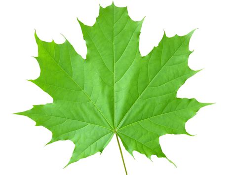 Free Maple Leaf Stock Photo Freeimages