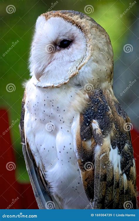 Close Up Portrait Of A Barn Owl Tyto Alba Stock Image Image Of Face