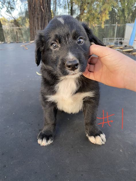 Border Collie Narromine Petsforhomes