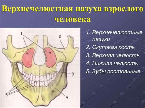 ТОПОГРАФИЧЕСКАЯ АНАТОМИЯ ЛИЦЕВОГО ОТДЕЛА ГОЛОВЫ Лектор Веретенников Сергей