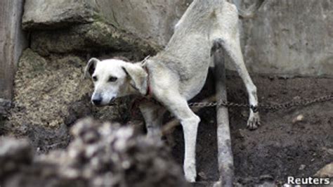 Polémica por el sacrificio de perros callejeros en México - BBC News Mundo