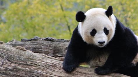 Quantos Pandas Existem No Mundo - Quantos Pandas Existem _ World Panda Population 2025 – KNYNJ