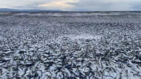 Millones de peces muertos vararon en las costas de Japón Aún se