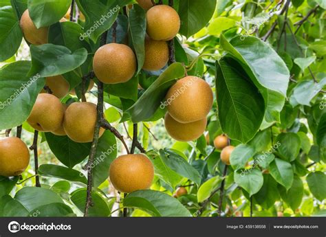 Nashi Pear Tree Ripe Organic Nashi Pears Harvest Time Stock Photo by ...