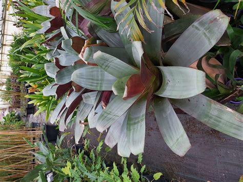 Alcantarea Imperialis ‘giant Bromeliad Silver Plum 300mm Camden