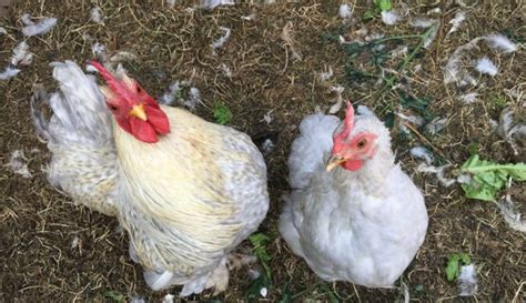 When Chickens Are Molting Care Is Key To Their Comfort Hobby Farms