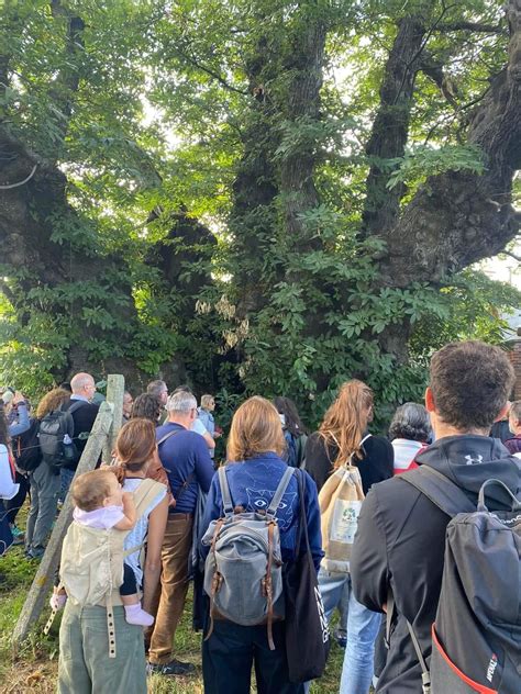 A Sant Alfio Esperti Di Alberi Da Tutto Il Mondo Per Il Millenario