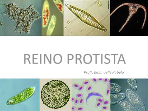 Reino Protista Euglena