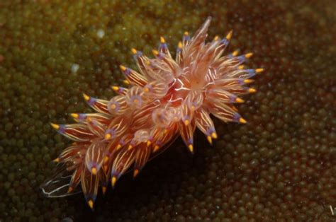 Amazing Sea Slugs 31 Pics