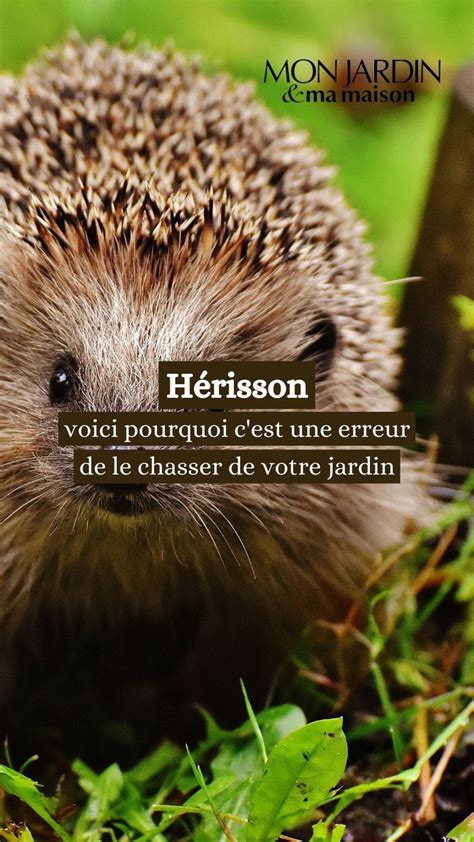 Chasser Un H Risson De Votre Jardin Est Une Grossi Re Erreur Voici