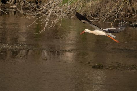 220 Stork Stretch Stock Photos Pictures And Royalty Free Images Istock