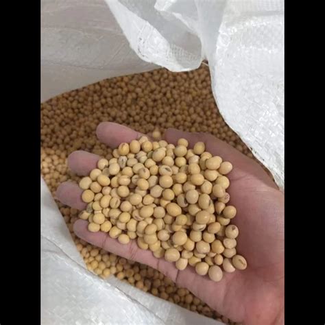 Jual Kacang Kedelai Import Kualitas Tinggi Surabaya Favevi Jaya