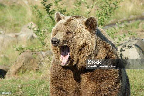 Yawning Brown Bear Stock Photo Download Image Now Bear Yawning