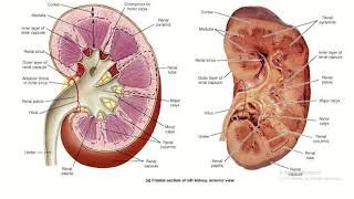 Renal Sinuses