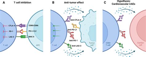 ICI Mechanisms Of Action A CTLA 4 PD 1 And LAG 3 Binding Leads To T